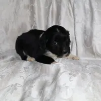 Ferris, a male Border Collie and Cocker Spaniel for sale in Mannsville, NY – Photo 1 of 5