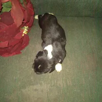 Ferris, a male Border Collie and Cocker Spaniel for sale in Mannsville, NY – Photo 5 of 5