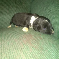 Ferris, a male Border Collie and Cocker Spaniel for sale in Mannsville, NY – Photo 4 of 5