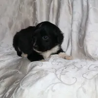 Ferris, a male Border Collie and Cocker Spaniel for sale in Mannsville, NY – Photo 2 of 5