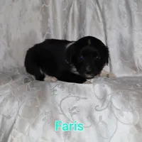 Ferris, a male Border Collie and Cocker Spaniel for sale in Mannsville, NY – Photo 3 of 5