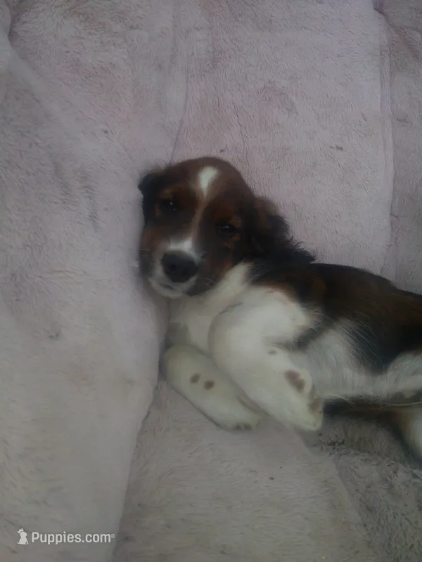 Ilow – Border Collie, Cocker Spaniel puppy for sale in Mannsville, NY
