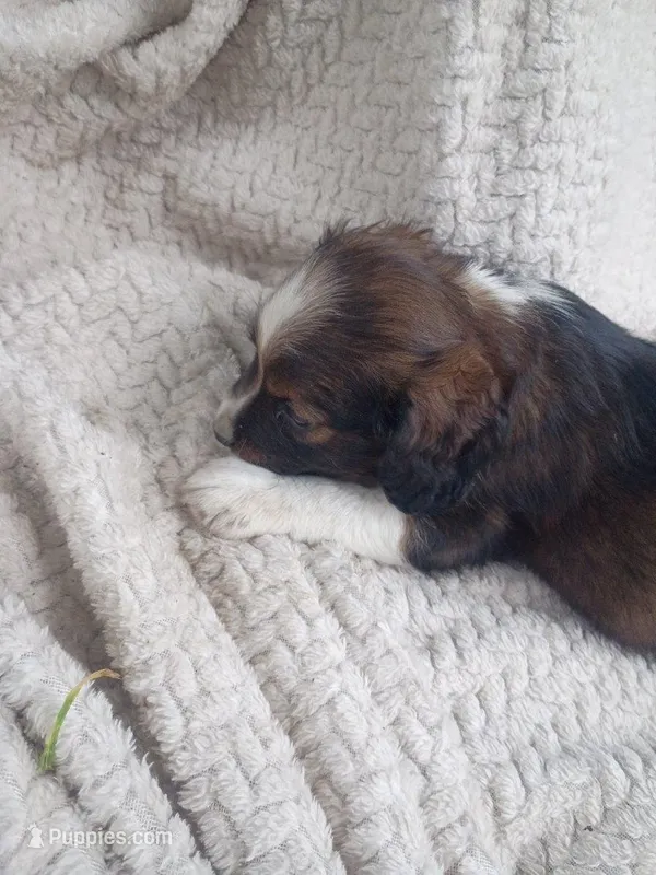 Ilow – Border Collie, Cocker Spaniel puppy for sale in Mannsville, NY