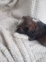 Izzie, a female Border Collie and Cocker Spaniel for sale in Mannsville, NY – 3 of 7