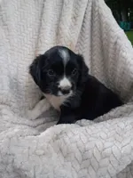 Ivory, a female Border Collie and Cocker Spaniel for sale in Mannsville, NY – 2 of 5