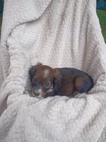 Illyana, a female Border Collie and Cocker Spaniel for sale in Mannsville, NY – 2 of 6
