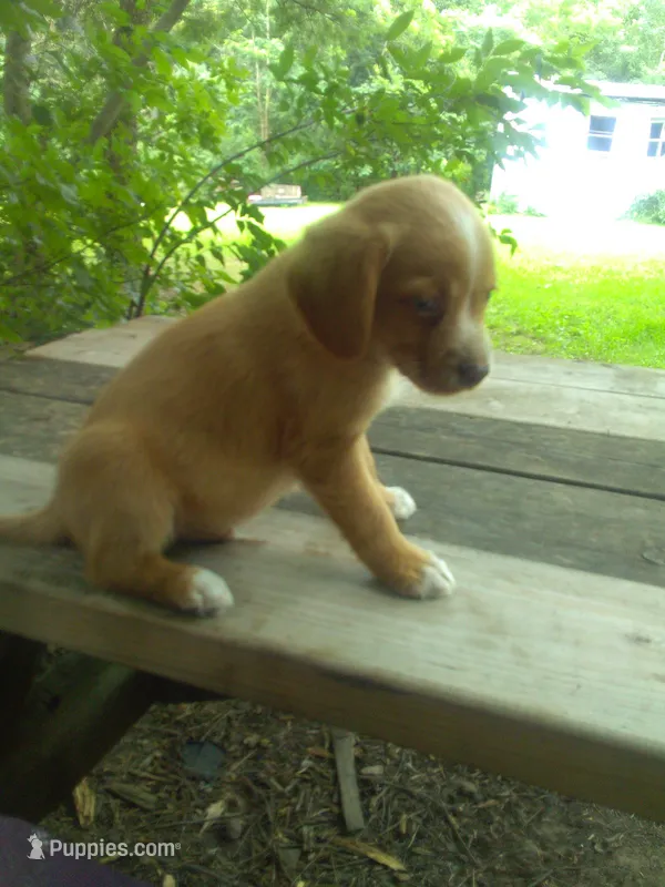 HENRY – Cocker Spaniel, Pomsky puppy for sale in Mannsville, NY
