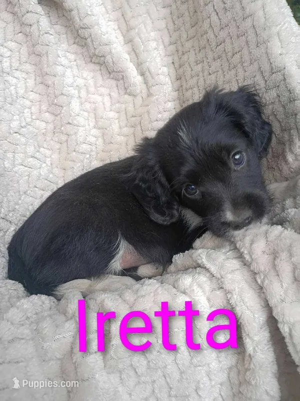 Iretta – Border Collie, Cocker Spaniel puppy for sale in Mannsville, NY