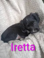 Iretta, a female Border Collie and Cocker Spaniel for sale in Mannsville, NY – 1 of 7