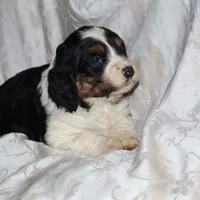Gingham, a female Border Collie and Cocker Spaniel for sale in Mannsville, NY – Photo 1 of 6