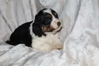 processed/7e9575a0-d274-4bbc-803d-a863c56f2bfc/listing/2c12172c-1350-45ec-8611-136d58fa902c/07ae441d-46c1-4629-bc63-b3466aa5566c