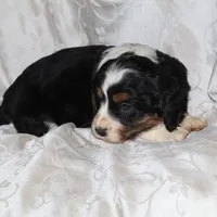 Gingham, a female Border Collie and Cocker Spaniel for sale in Mannsville, NY – Photo 2 of 6