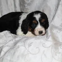 Gingham, a female Border Collie and Cocker Spaniel for sale in Mannsville, NY – Photo 3 of 6