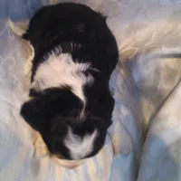 Gingham, a female Border Collie and Cocker Spaniel for sale in Mannsville, NY – Photo 6 of 6