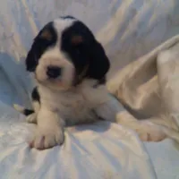Gingham, a female Border Collie and Cocker Spaniel for sale in Mannsville, NY – Photo 5 of 6