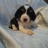 Gingham, a female Border Collie and Cocker Spaniel for sale in Mannsville, NY – Photo 4 of 6