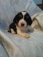 processed/7e9575a0-d274-4bbc-803d-a863c56f2bfc/listing/2c12172c-1350-45ec-8611-136d58fa902c/eb9113ac-b409-4d89-abf2-f6fbbc72f618