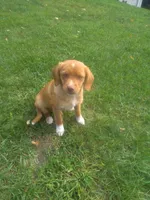 HARRY, a male Cocker Spaniel and Pomsky for sale in Mannsville, NY – 2 of 7