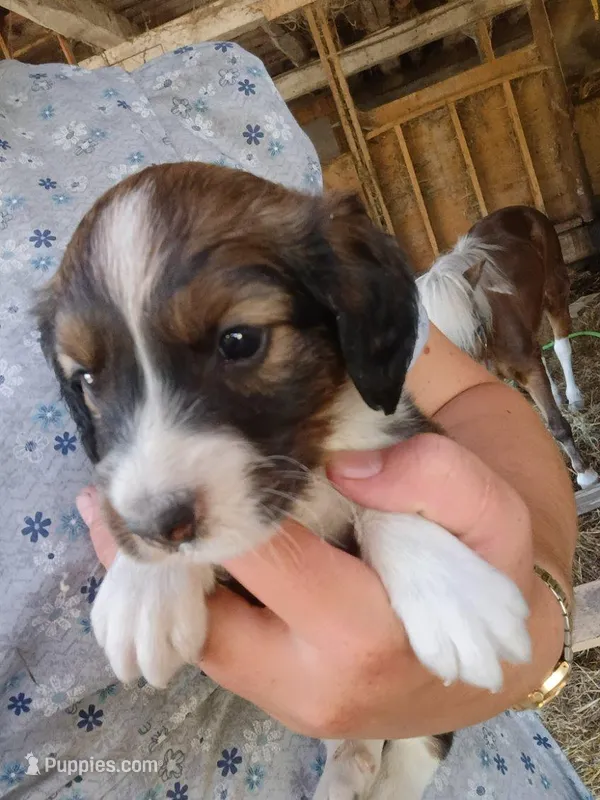 Ibsen – Border Collie, Cocker Spaniel puppy for sale in Mannsville, NY