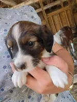 Ibsen, a male Border Collie and Cocker Spaniel for sale in Mannsville, NY – 2 of 7