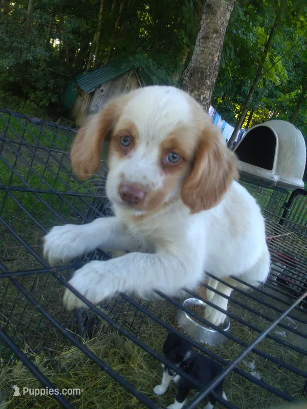 Hemi – Cocker Spaniel, Pomsky puppy for sale in Mannsville, NY