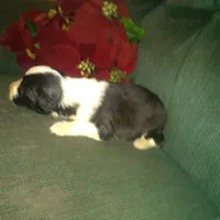 Frisbee, a male Border Collie and Cocker Spaniel for sale in Mannsville, NY – Photo 4 of 4