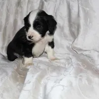 Frisbee, a male Border Collie and Cocker Spaniel for sale in Mannsville, NY – Photo 1 of 4