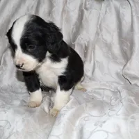 Frisbee, a male Border Collie and Cocker Spaniel for sale in Mannsville, NY – Photo 2 of 4