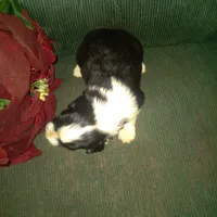 Frisbee, a male Border Collie and Cocker Spaniel for sale in Mannsville, NY – Photo 3 of 4