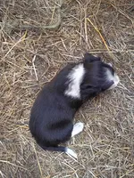 ISCARUS, a male Border Collie and Cocker Spaniel for sale in Mannsville, NY – 4 of 7