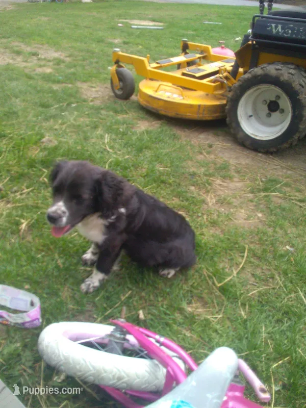 Fabulous – Border Collie, Cocker Spaniel puppy for sale in Mannsville, NY