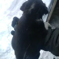 Fabulous, a female Border Collie and Cocker Spaniel for sale in Mannsville, NY – Photo 2 of 6