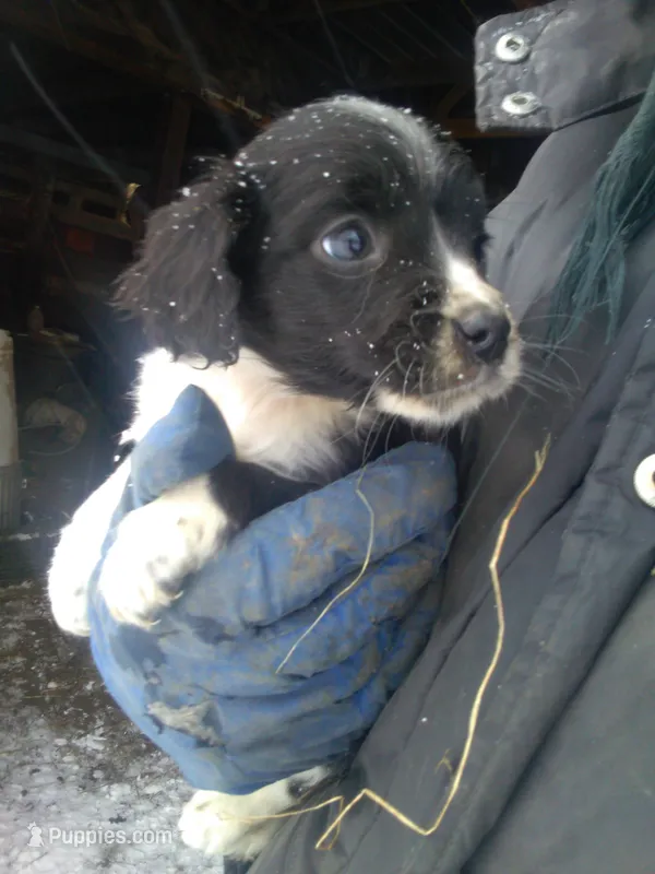Fabulous – Border Collie, Cocker Spaniel puppy for sale in Mannsville, NY