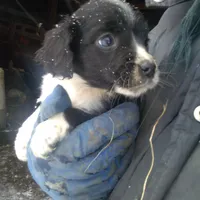 Fabulous, a female Border Collie and Cocker Spaniel for sale in Mannsville, NY – Photo 3 of 6