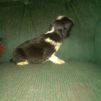 Fabulous, a female Border Collie and Cocker Spaniel for sale in Mannsville, NY – Photo 6 of 6