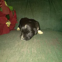 Fabulous, a female Border Collie and Cocker Spaniel for sale in Mannsville, NY – Photo 4 of 6