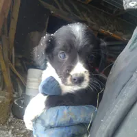 Fabulous, a female Border Collie and Cocker Spaniel for sale in Mannsville, NY – Photo 1 of 6