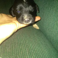 Fabulous, a female Border Collie and Cocker Spaniel for sale in Mannsville, NY – Photo 5 of 6