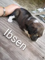 Ibsen, a male Border Collie and Cocker Spaniel for sale in Mannsville, NY – 3 of 7