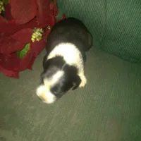 FELIX, a male Border Collie and Cocker Spaniel for sale in Mannsville, NY – Photo 7 of 9