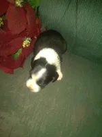 FELIX, a male Border Collie and Cocker Spaniel for sale in Mannsville, NY – Photo 7 of 9