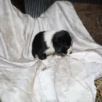 FELIX, a male Border Collie and Cocker Spaniel for sale in Mannsville, NY – Photo 3 of 9