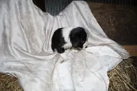 FELIX, a male Border Collie and Cocker Spaniel for sale in Mannsville, NY – Photo 3 of 9