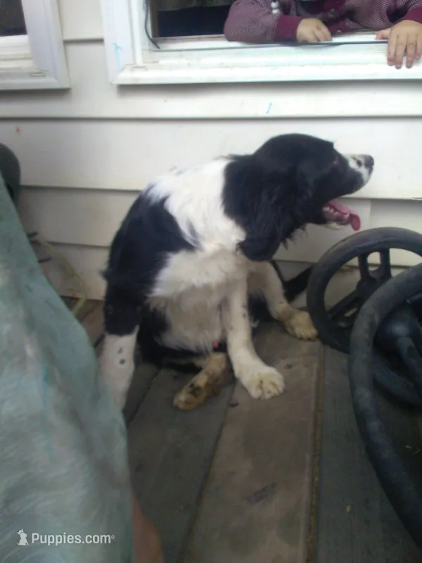 FELIX – Border Collie, Cocker Spaniel puppy for sale in Mannsville, NY