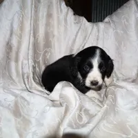 FELIX, a male Border Collie and Cocker Spaniel for sale in Mannsville, NY – Photo 4 of 9