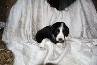 FELIX, a male Border Collie and Cocker Spaniel for sale in Mannsville, NY – Photo 4 of 9