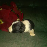 FELIX, a male Border Collie and Cocker Spaniel for sale in Mannsville, NY – Photo 8 of 9