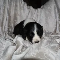 FELIX, a male Border Collie and Cocker Spaniel for sale in Mannsville, NY – Photo 2 of 9