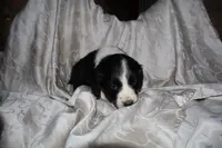 FELIX, a male Border Collie and Cocker Spaniel for sale in Mannsville, NY – Photo 2 of 9