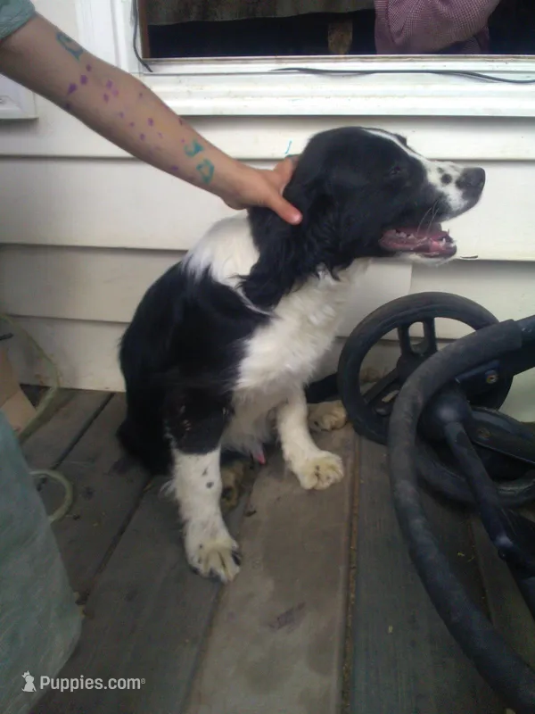 FELIX – Border Collie, Cocker Spaniel puppy for sale in Mannsville, NY